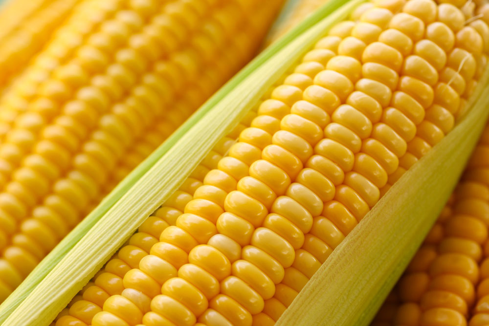 玉米分为甜玉米和糯玉米这两种有什么区别吗？